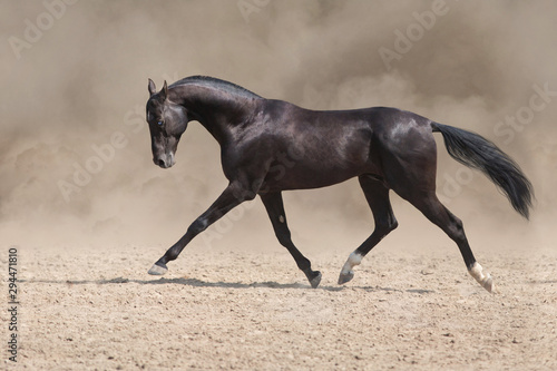 Bay horse  run fast in desert dust against blue background
