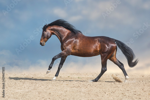 Bay horse  run fast in desert dust against blue background © kwadrat70