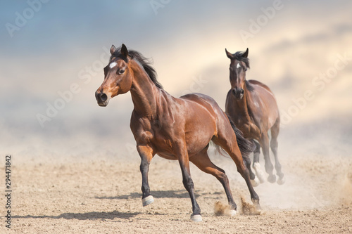 Two bay horses run gallop in desert