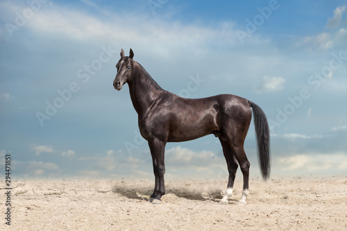 Akhal teke black horse standing in desert