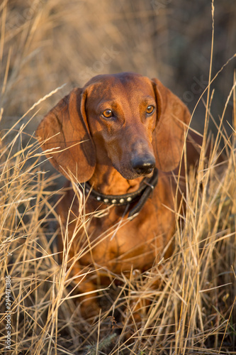 Wiener dog portrait on autumn landscape at sunrise