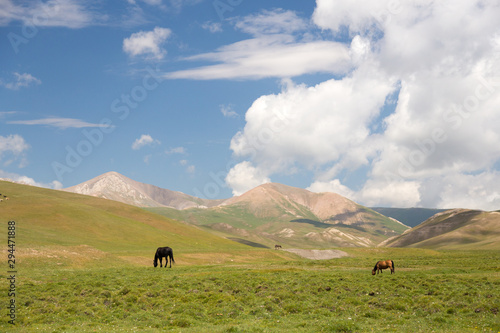 Horses on pasture near Song kol lake - landscape of high plateau in Kyrgyzstan
