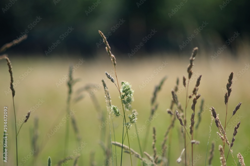 Fototapeta premium Hintergrund, Gräser, Hintergrund Bokeh