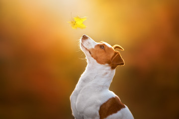 Jack russel close up portrait with autumn leaves at sunlight