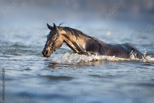 Black horse run in blue river © kwadrat70