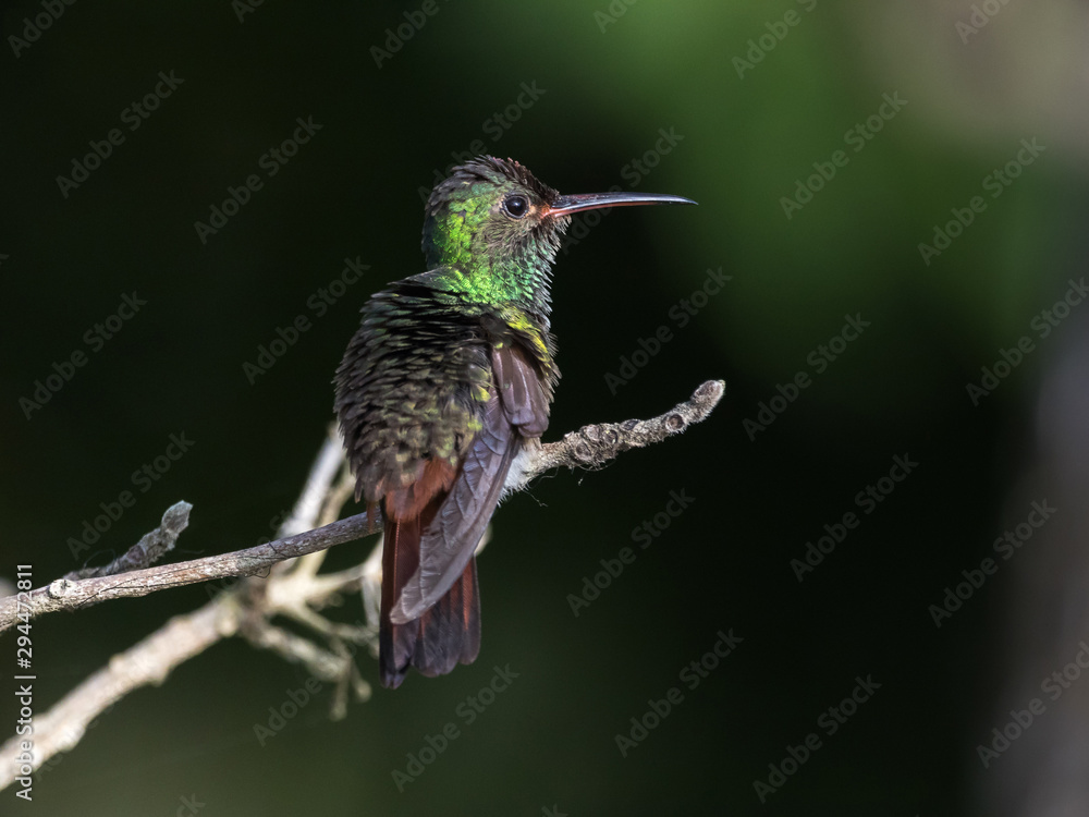 Fototapeta premium colibrí cola rufa
