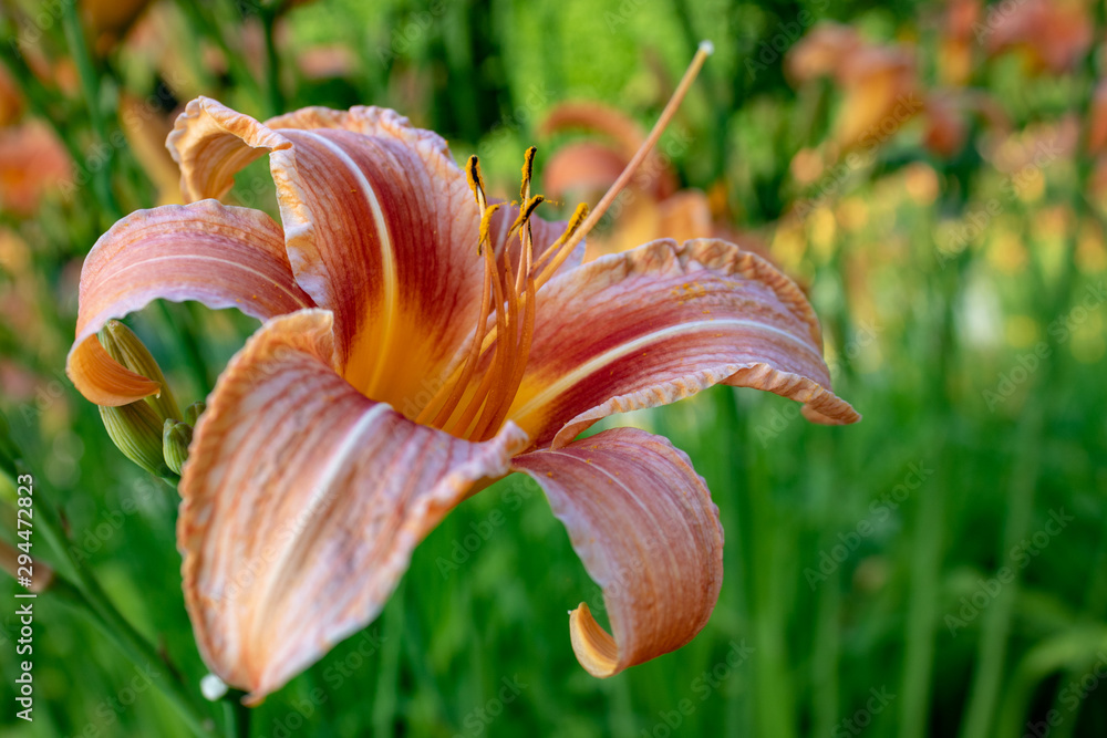 Obraz premium Single orange day-lily (Hemerocallis fulva) also called tiger daylily, close up detail, side view with green soft background