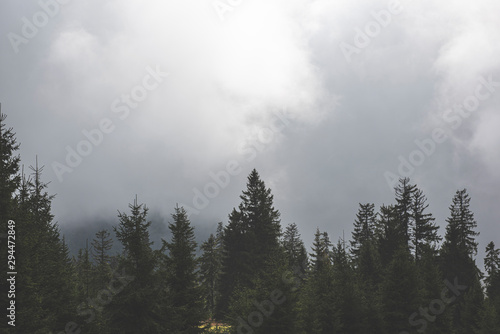 Fototapeta Naklejka Na Ścianę i Meble -  foggy morning in the forest