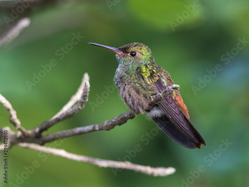 colibrí cola rufa