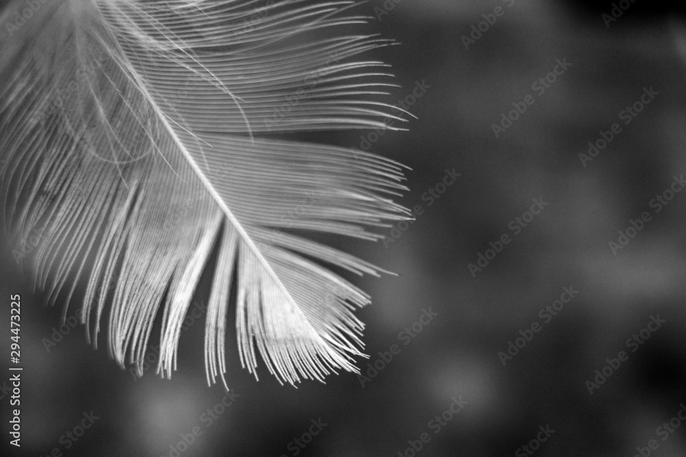 Obraz premium Feather on dark background. Monochrome concept. Copy space for text