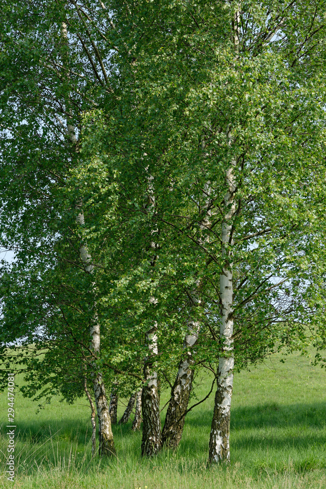 Fototapeta premium Birkenwäldchen