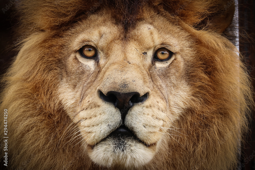Naklejka premium Face lion