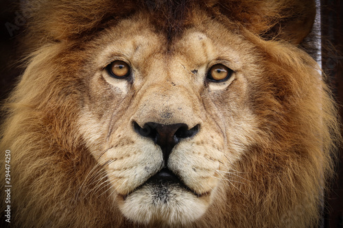 Face lion