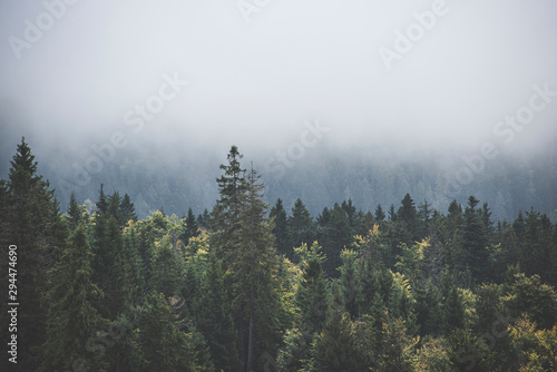 Fototapeta Naklejka Na Ścianę i Meble -  forest in fog