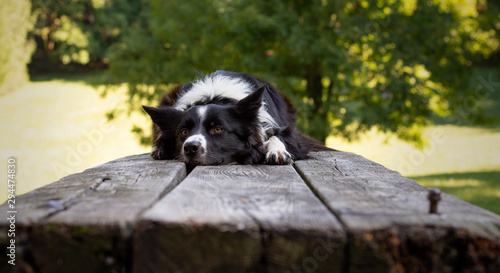 A border collie puppy, sleeping relaxed on a wood table in the woods.