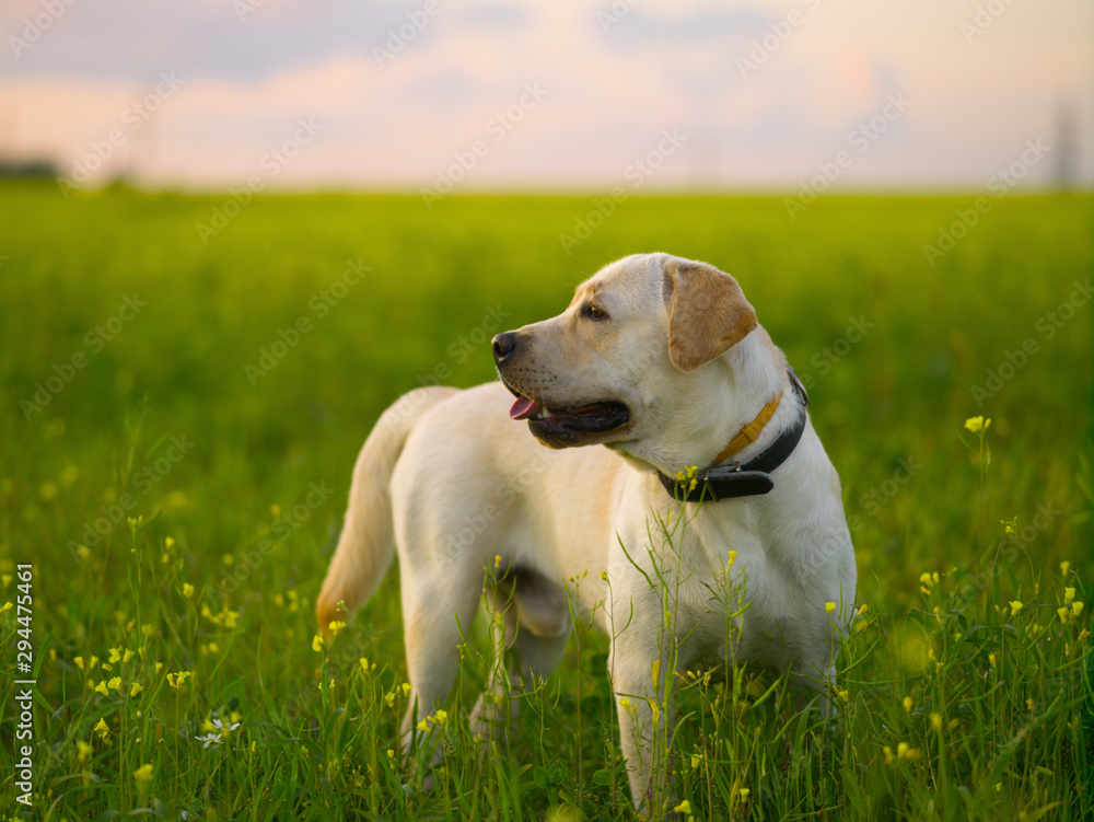 Golden Labrador for a walk in the field