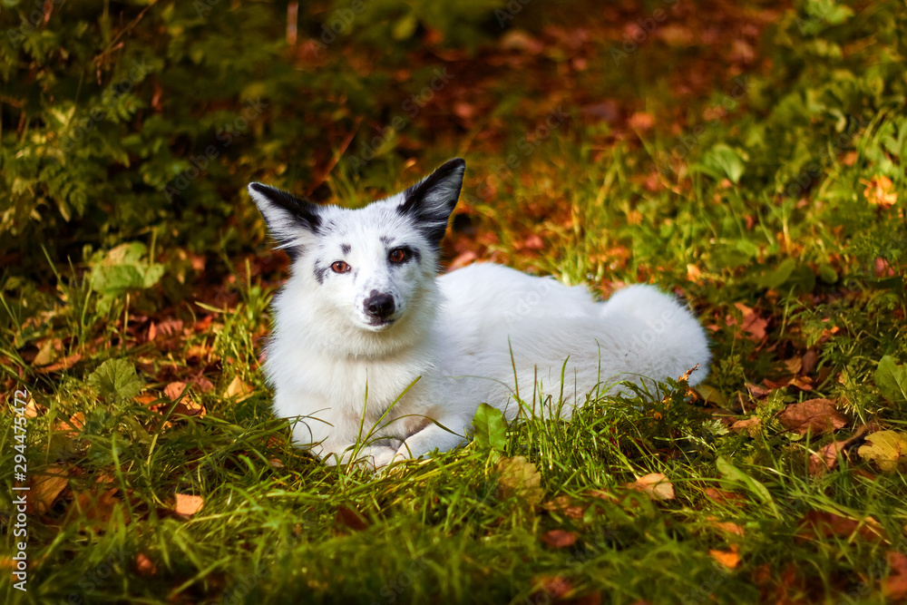 White fox resting in the forest. Autumn in animals.