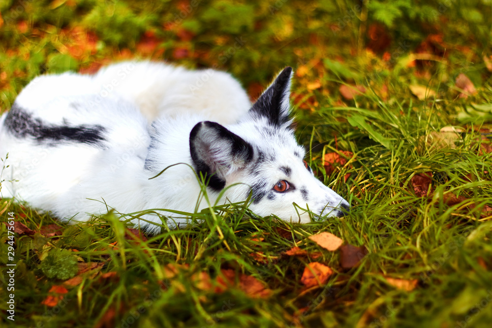 Autumn mood. Bored white fox.