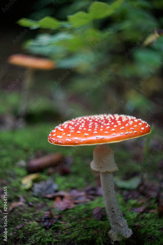 Fototapeta premium Fliegenpilz im Wald