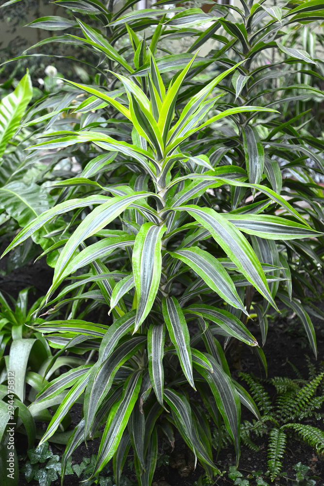 Dracaena Warnecki,General view Dracaena Warnecki,General view