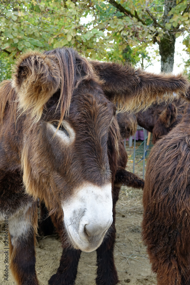 Obraz premium Baudet du Poitou