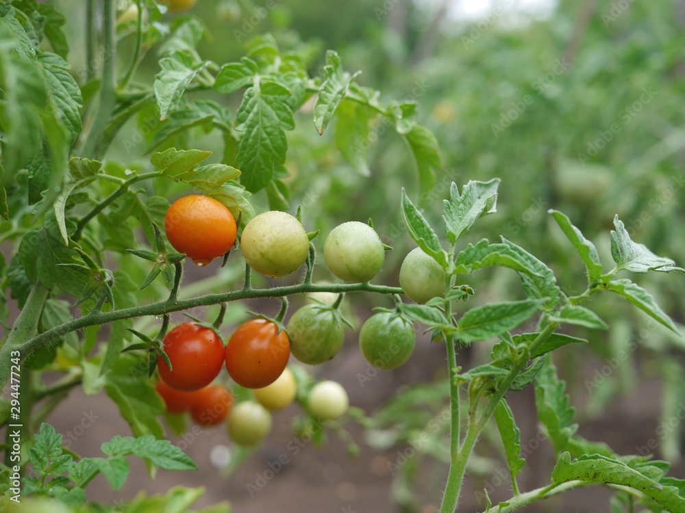 A bunch of ripe red and green cherry tomatoes growing on a tomato plant in a garden.
