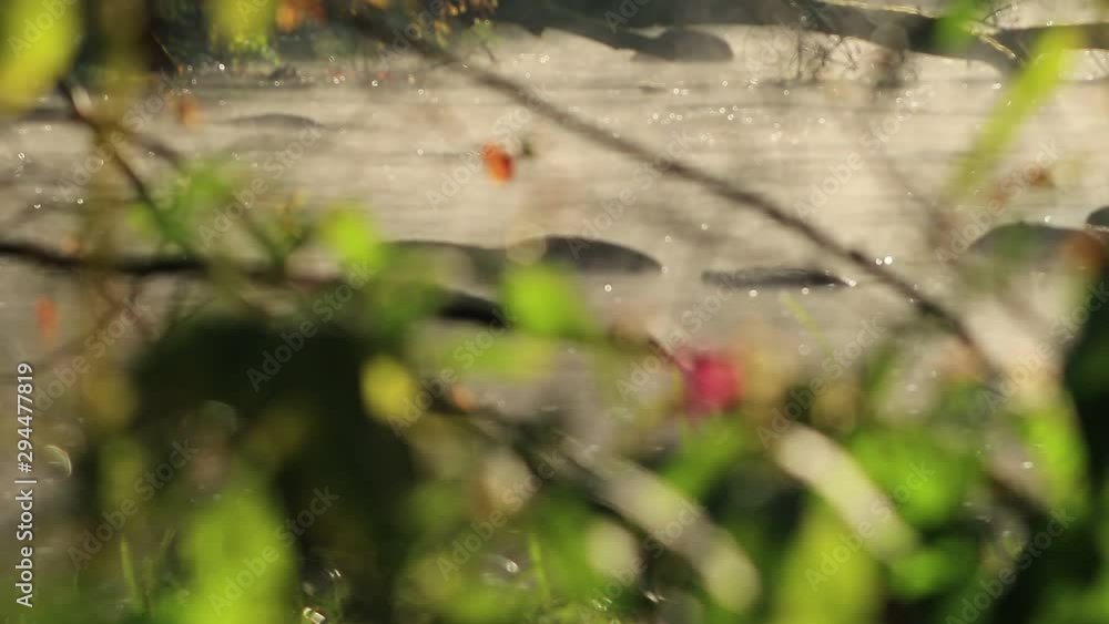 Morning river fog and branch nice environment video Morning river fog and branch nice environment video