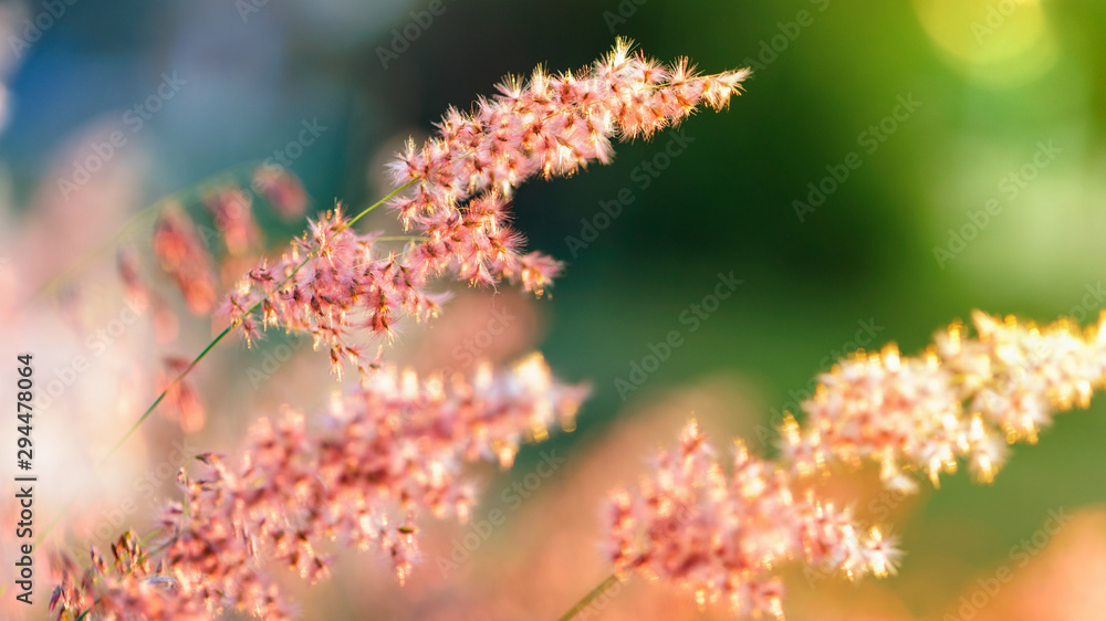 Beautiful natural landscape bright colorful the field red flower of tropical grass under the sunlight in the meadow during sunset, orange yellow green for the summer nature background, 16:9 widescreen Beautiful natural landscape bright colorful the field red flower of tropical grass under the sunlight in the meadow during sunset, orange yellow green for the summer nature background, 16:9 widescreen