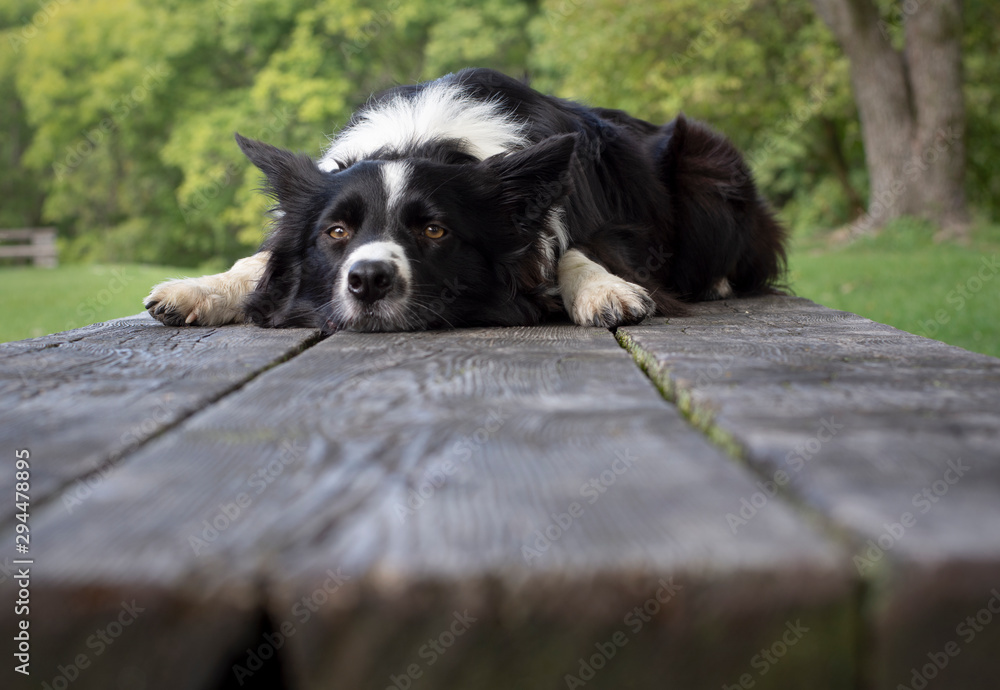 Portrait of a cute and funny border collie puppy lying on the wooden table