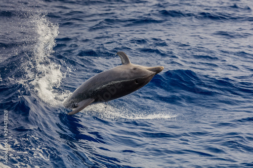 dolphin swimming in Atlantic Ocean near the coast of Tenereife.