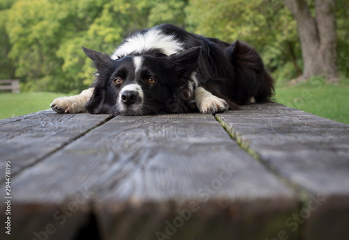 Portrait of a cute and funny border collie puppy lying on the wooden table © Pepa