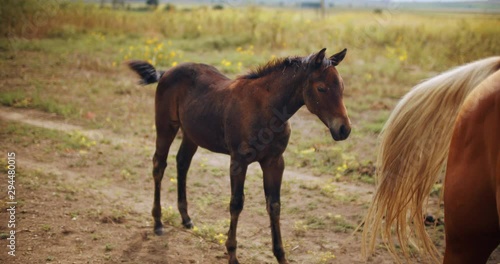 Wallpaper Mural Two horses in the field Torontodigital.ca
