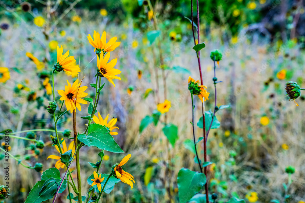 wild Sunflowers in a mountain meadow