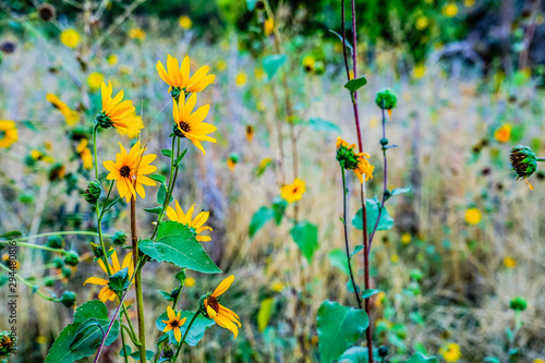 Fototapeta Naklejka Na Ścianę i Meble -  wild Sunflowers in a mountain meadow