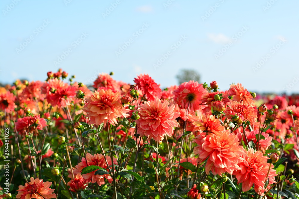 Small pink Dalhia flowers in a field with the blue sky as background