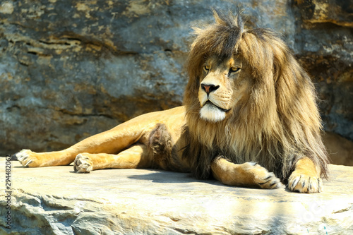 Large  powerful male lion