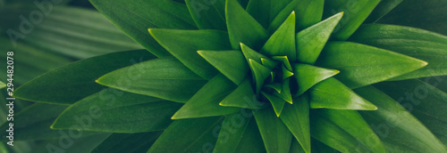 Copy space  green leaf tree with abstract texture background. Vintage tone filter effect color style. Green leaves color tone dark. Green concept.
