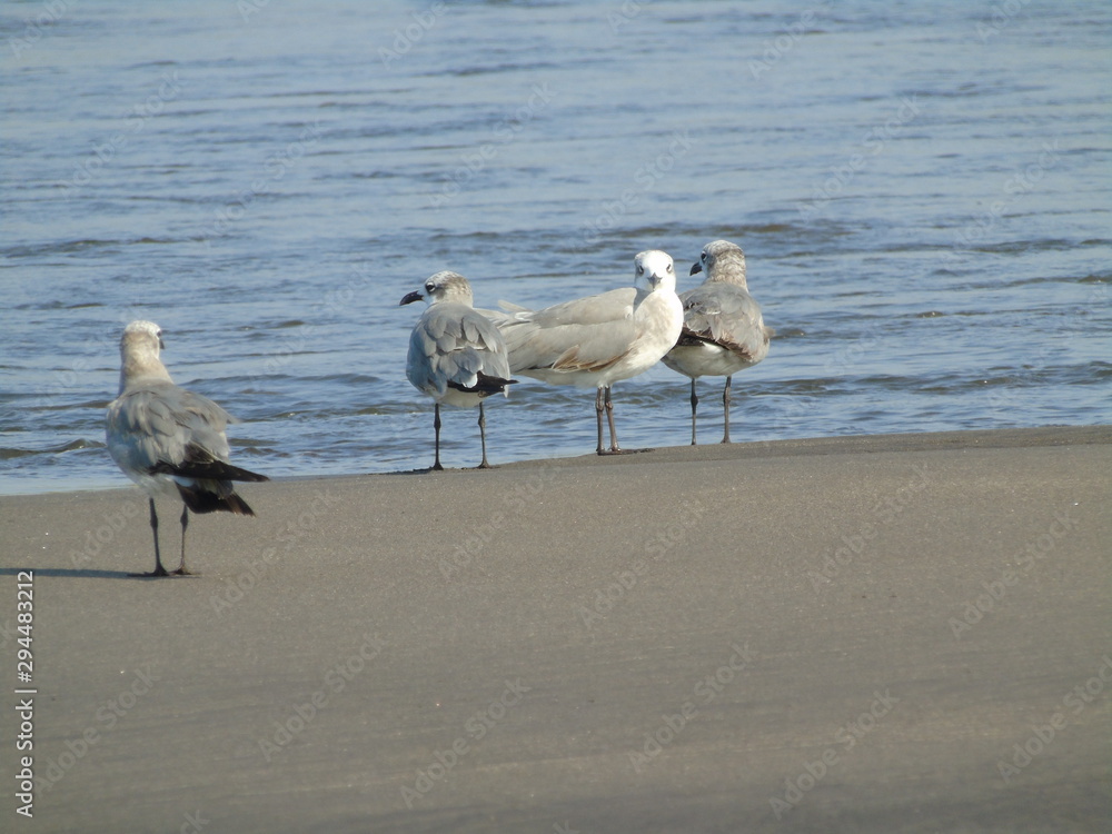 Obraz premium beach birds