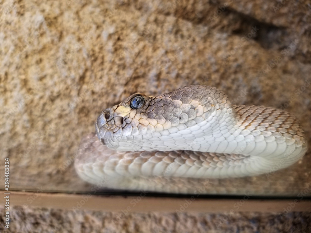 Diamondback rattlesnake head and eye with pit visible Diamondback rattlesnake head and eye with pit visible