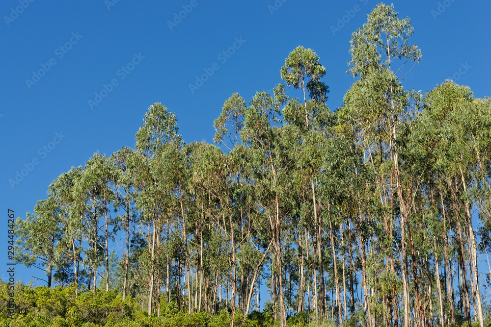 Fototapeta premium Eukalyptuswald in Portugal