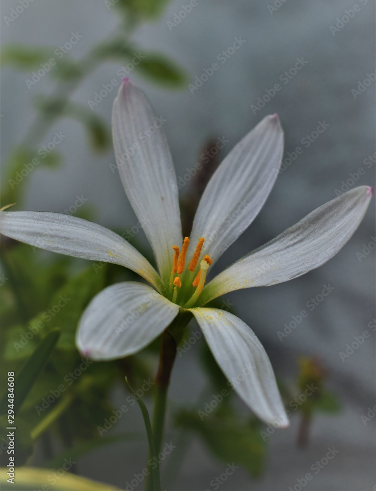 Fototapeta premium white flower