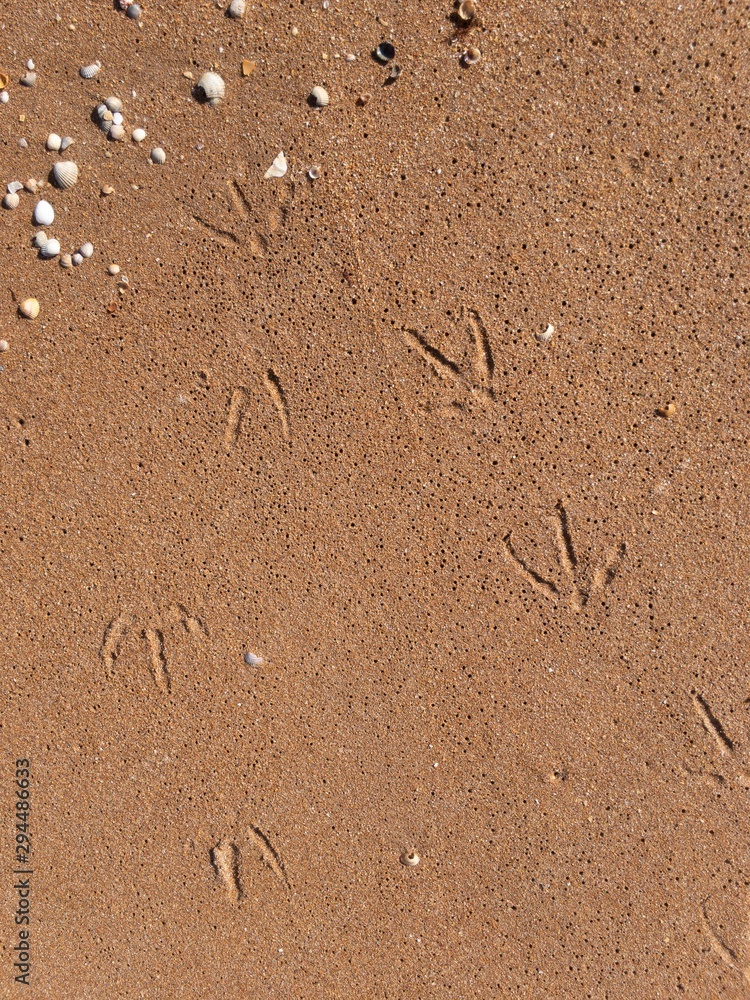 Vacation concept. Wet sand with shells and seagull traces texture background Vacation concept. Wet sand with shells and seagull traces texture background