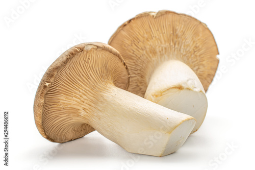 Group of two whole uncooked fresh creamy king trumpet mushroom isolated on white background