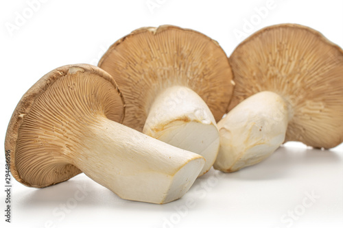 Group of three whole uncooked fresh creamy king trumpet mushroom isolated on white background