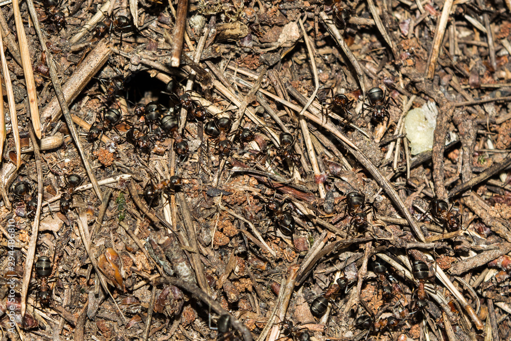 texture of a brown natural forest anthill with ants a lot of small insects in the forest, wildlife background texture of a brown natural forest anthill with ants a lot of small insects in the forest, wildlife background