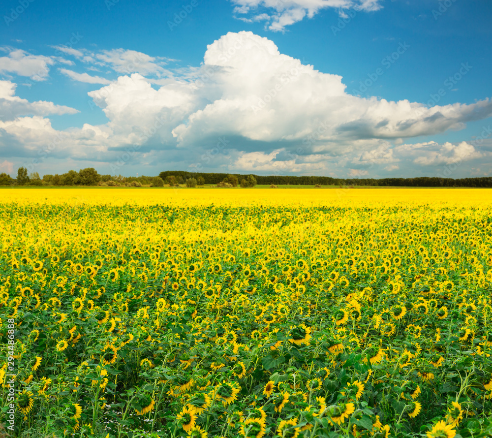 Obraz premium Field of sunflowers against a blue sky