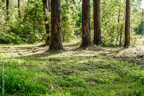 Clearing in a pine forest. Summer forest jungle. Plants and trees background