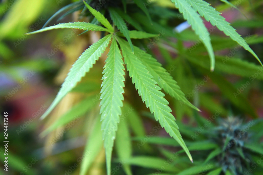 marihuana marihuana