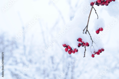  Red hawthorn berries under the snow cover © Ivan