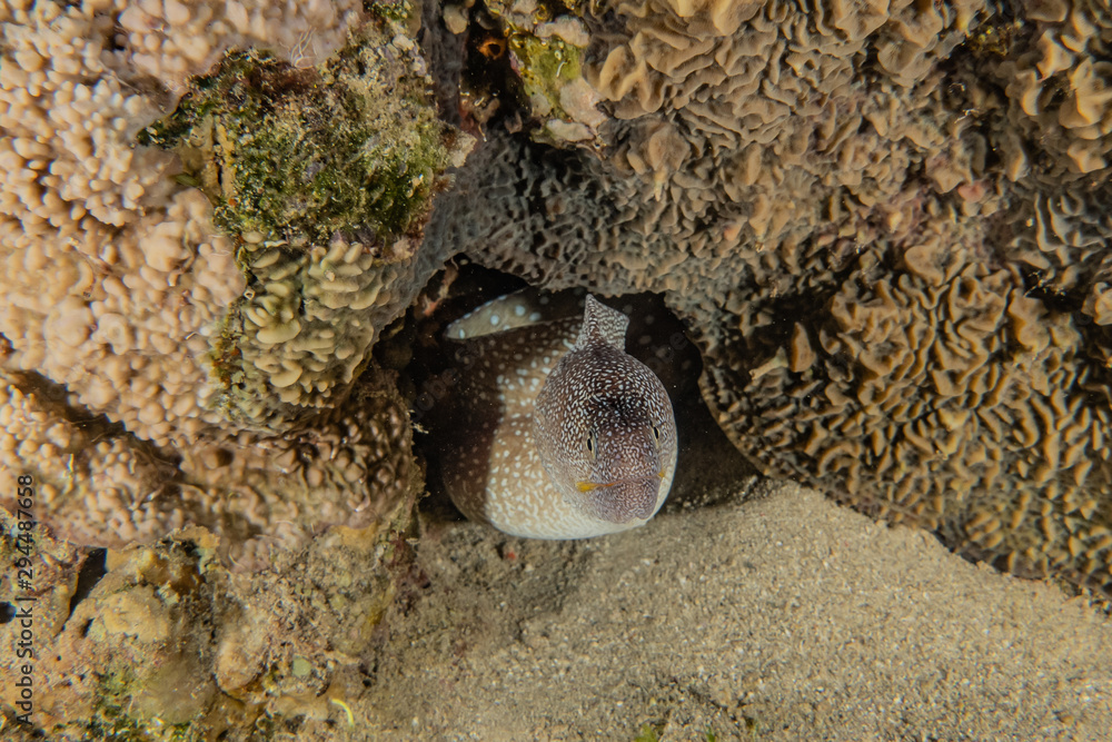 Moray eel Mooray lycodontis undulatus in the Red Sea, eilat israel Moray eel Mooray lycodontis undulatus in the Red Sea, eilat israel